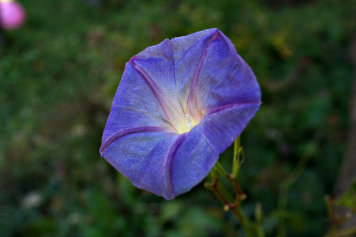 The last morning glories of the year bloomed and froze