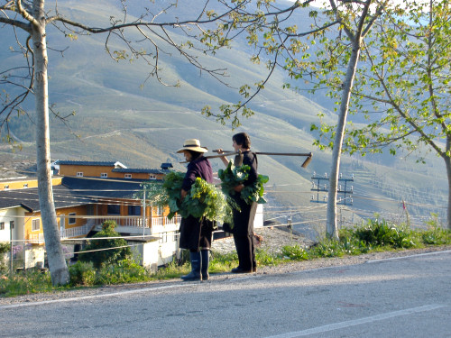 Gathering brush in Mea