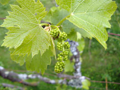 Grape buds