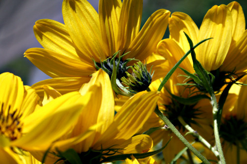 Among the last to bloom and stay: maximilian sunflowers