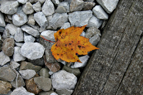 Autumn leaf on railroad bed