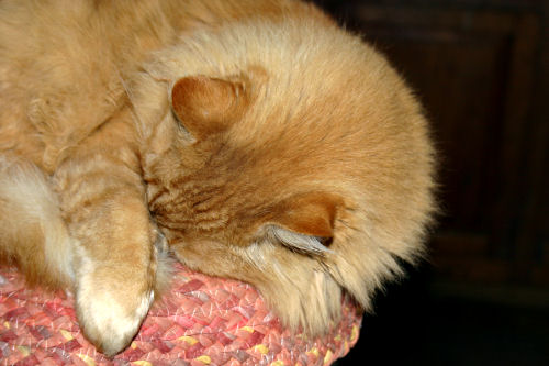 Oranjeboom sleeps Oranjeboom sleeps