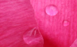 Fancy Tulip (Detail)