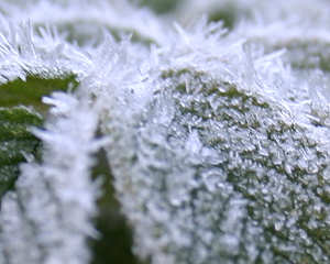 Frost Arrives (Detail)