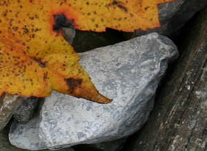 Leaf, Stone, Tracks (Detail)