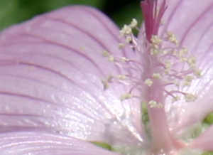 Marsh Mallow (Detail)