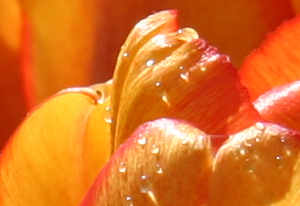 Orange Tulips (Detail)
