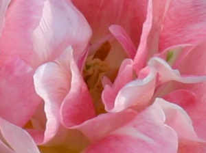 Pink Queen Anne Tulips (Detail)