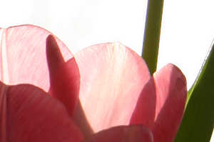 Tulips Inside (Detail)