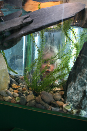 Child Looking Through Aquariumr - Portrait