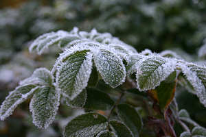 Frost Arrives