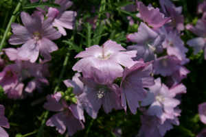 Marsh Mallow