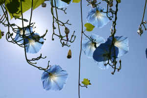 Morning Glories in Sun