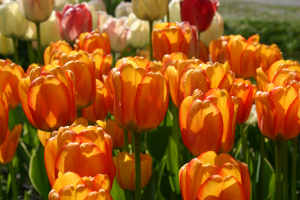 Orange Tulips