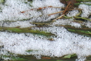 Snow on Grass (Detail)