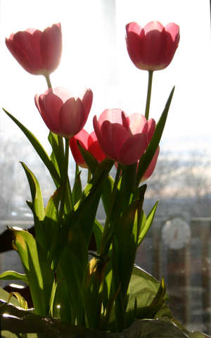 Tulips Inside