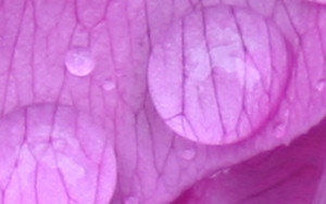Weeping Rose (Detail)
