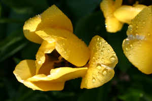 Yellow Tulip with Dew