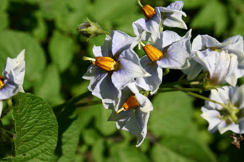Our potato plants are in bloom Our potato plants are in bloom.