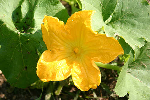 First pumpkin blossom of the year First pumpkin blossom of the year