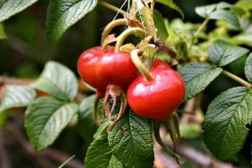 Rose hips are big this year Rose hips are big this year