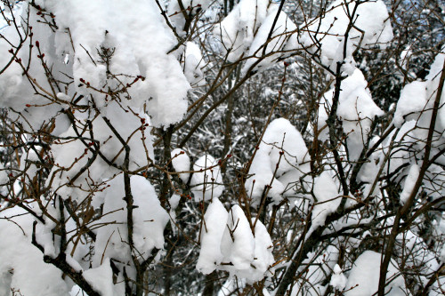 Snow walk in Northfield Falls