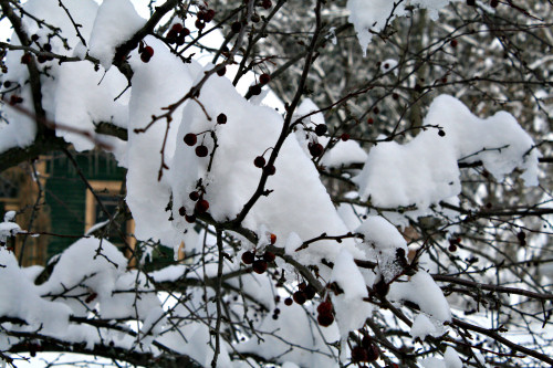 Snow walk in Northfield Falls