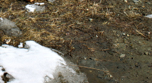 Spring soil Spring soil