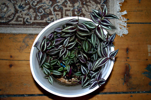 Surprise plant Surprise plant