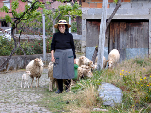 Tia and sheep