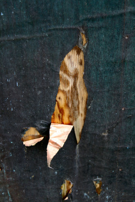 Wolf5 in 2009