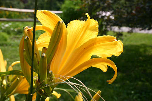Yellow day lilies first bloomed today
